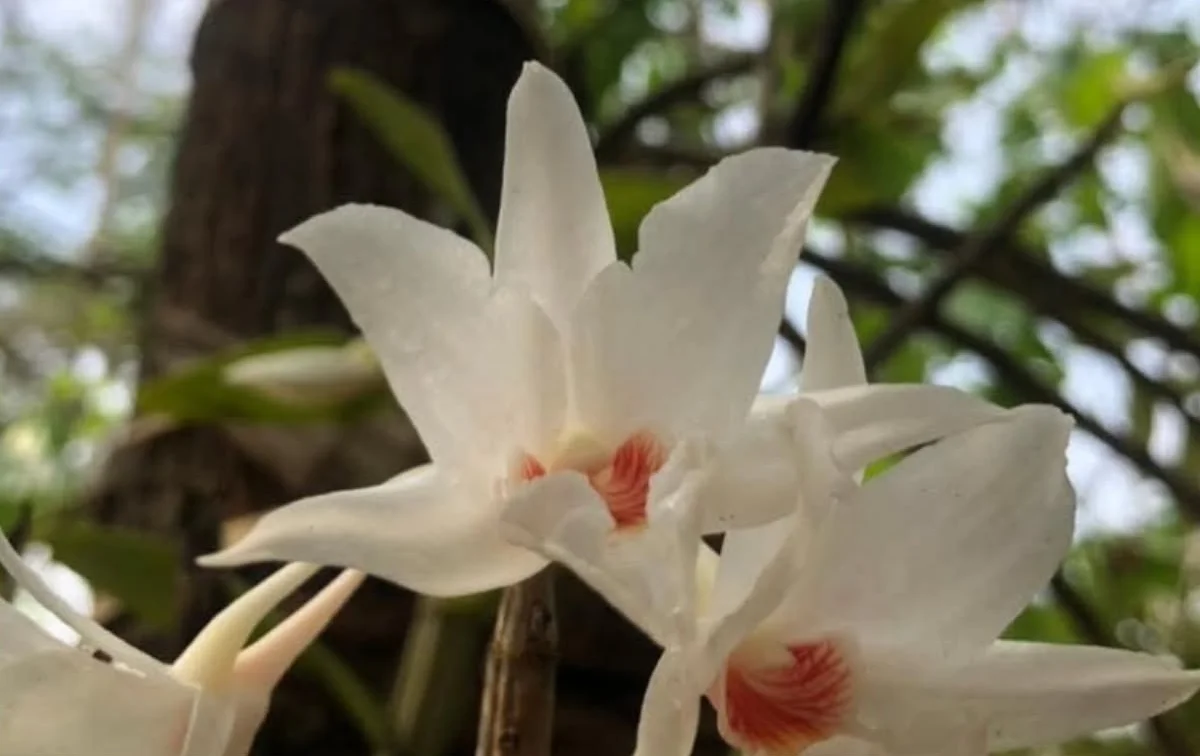 White orchids with red-throated lips in the OrchiRamic garden